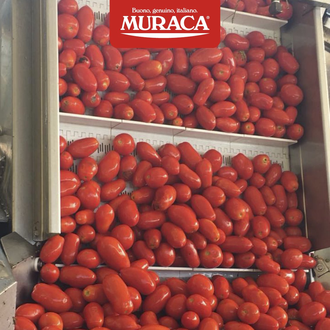 Passata Calabrese con Pomodori Coltivati in Calabria raccolti a mano 720 ml - Nonna Calabrese.it