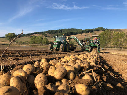 Patate della Sila IGP - Patate della Sila IGP
