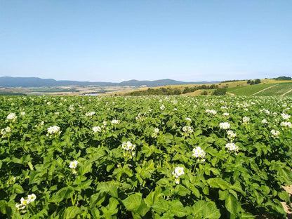 Patate della Sila IGP - Patate della Sila IGP