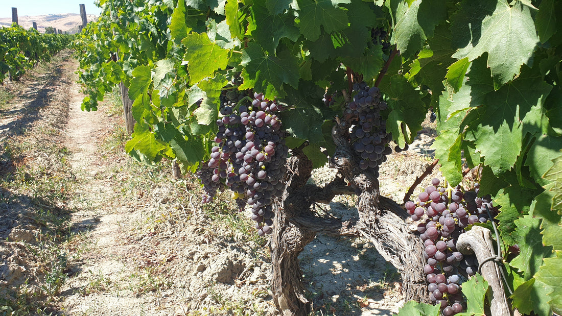 VINO MILON CIRO’ IGP ROSSO CLASSICO SUPERIORE RISERVA - VINO